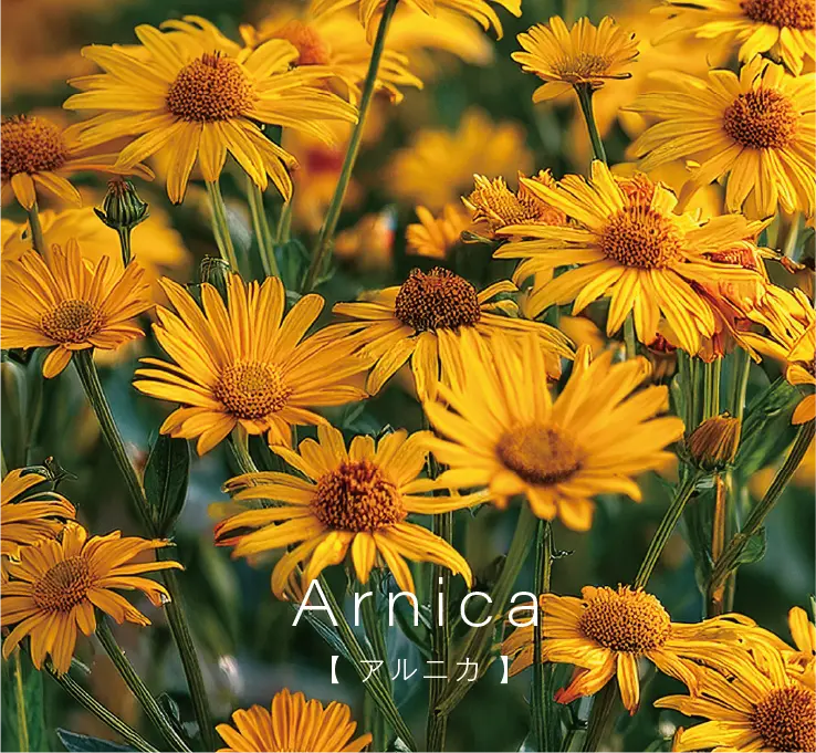 アルニカ