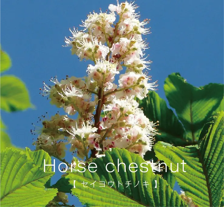 セイヨウトチノキ