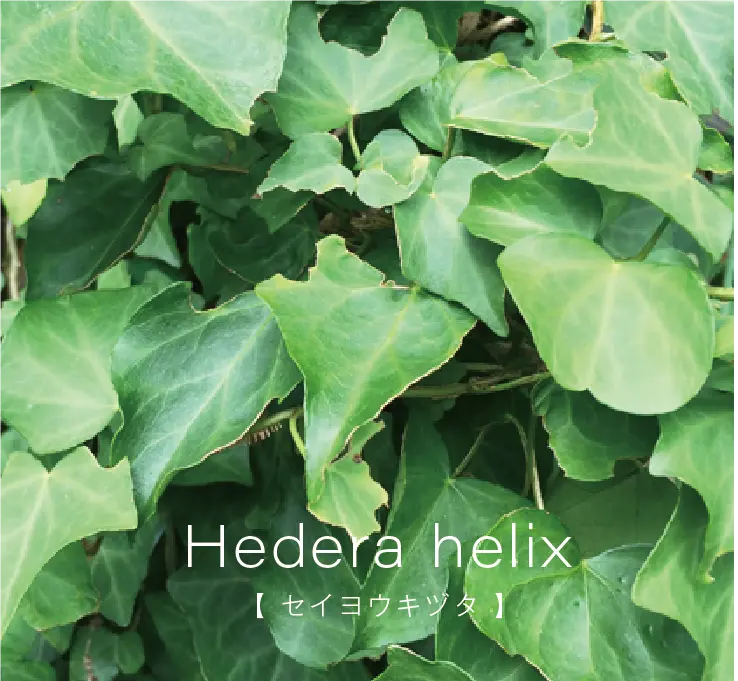 セイヨウトチノキ