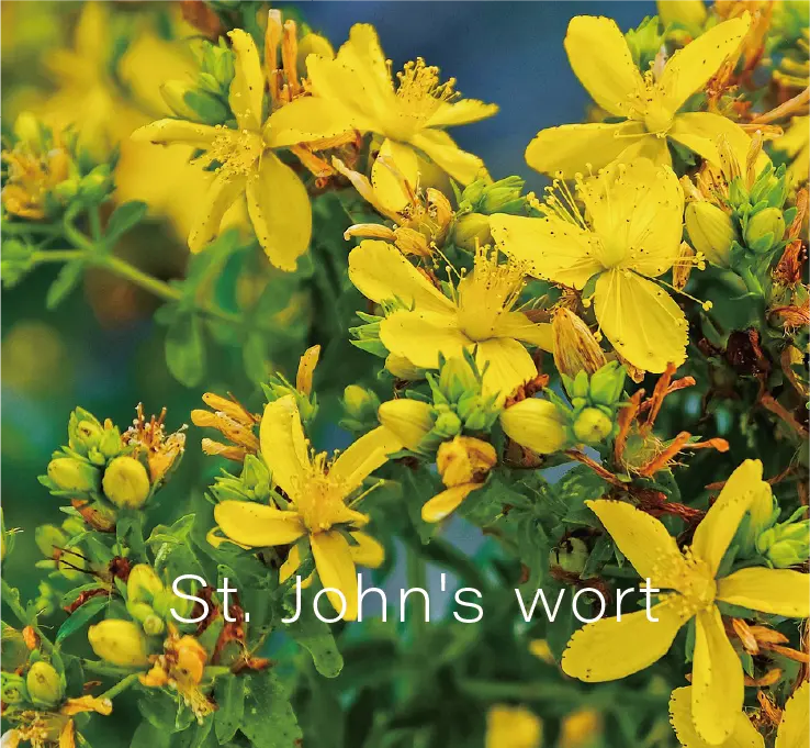 セイヨウオトギリソウ