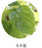 カキ葉